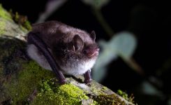 La biodiversitat de ratpenats i petits mamífers indica la bona salut actual dels rius i les rieres de les Guilleries, segons el VI Premi de Recerca Guilleries